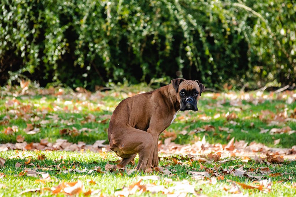愛犬がウンチを食べてしまう