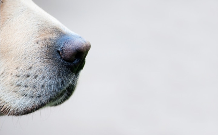 愛犬の臭いが気になる