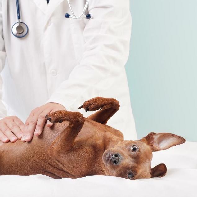 ワニ肉ドッグフード