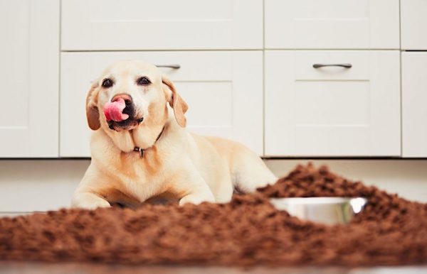 愛犬の食欲がすごい