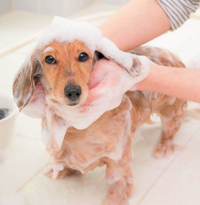 おうちで簡単にシャンプーしたい