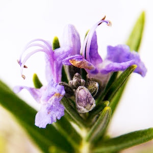 ローズマリー葉