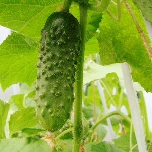 キュウリ果実