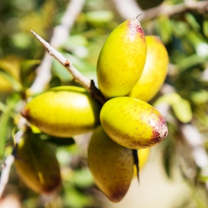 アルガニアスピノサ核油