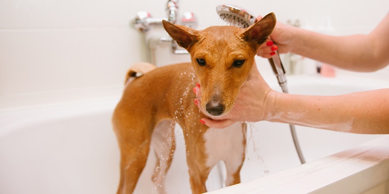 愛犬を自宅でシャンプー
