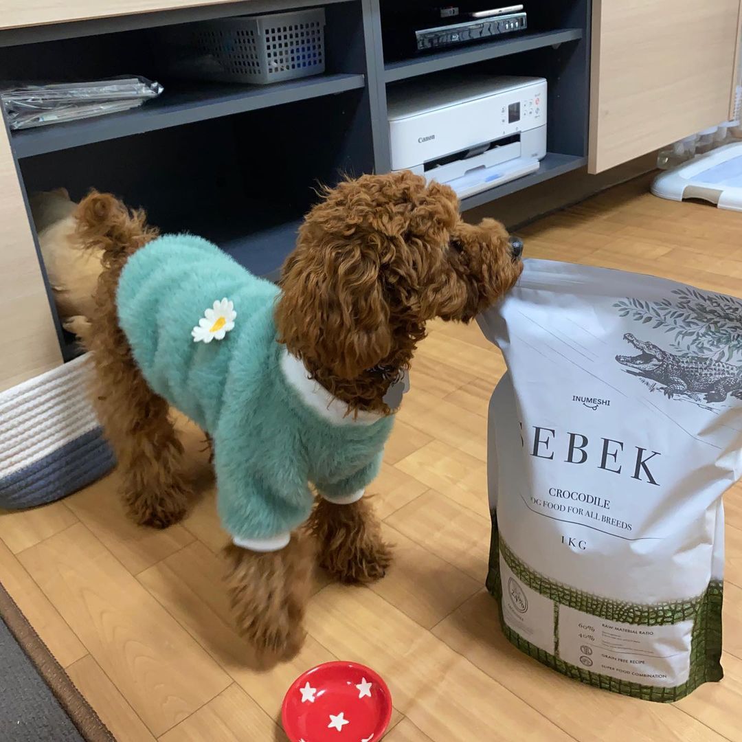 INUMESHIセベクのインスタグラム画像