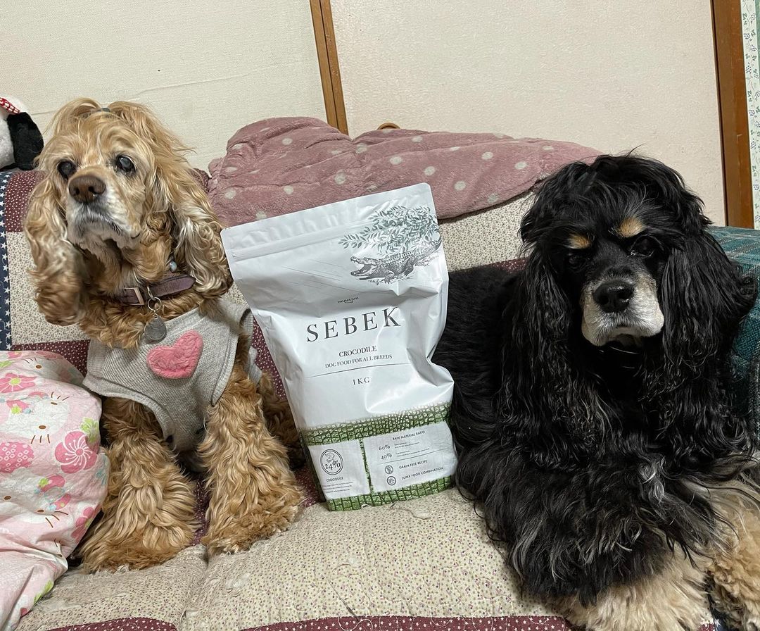 INUMESHIセベクのインスタグラム画像