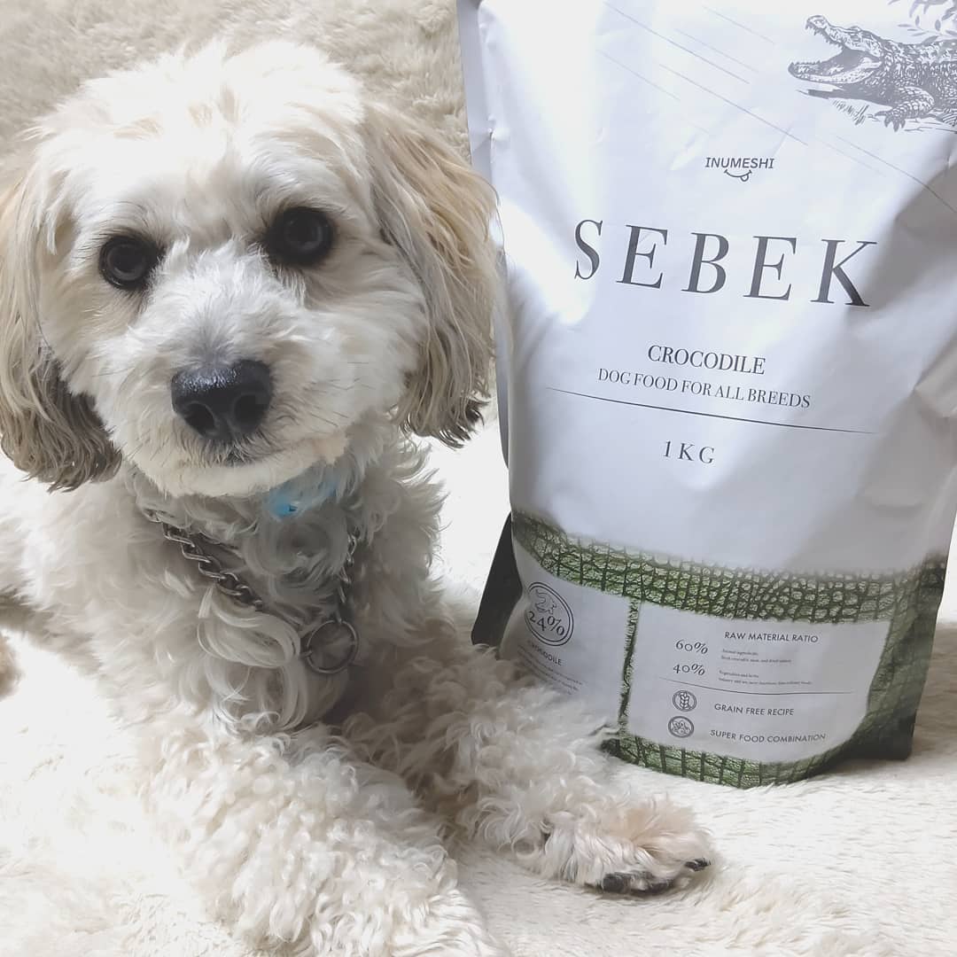 INUMESHIセベクのインスタグラム画像