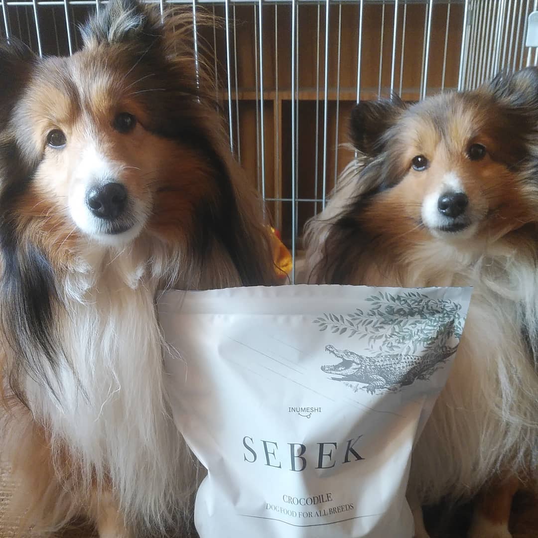 INUMESHIセベクのインスタグラム画像