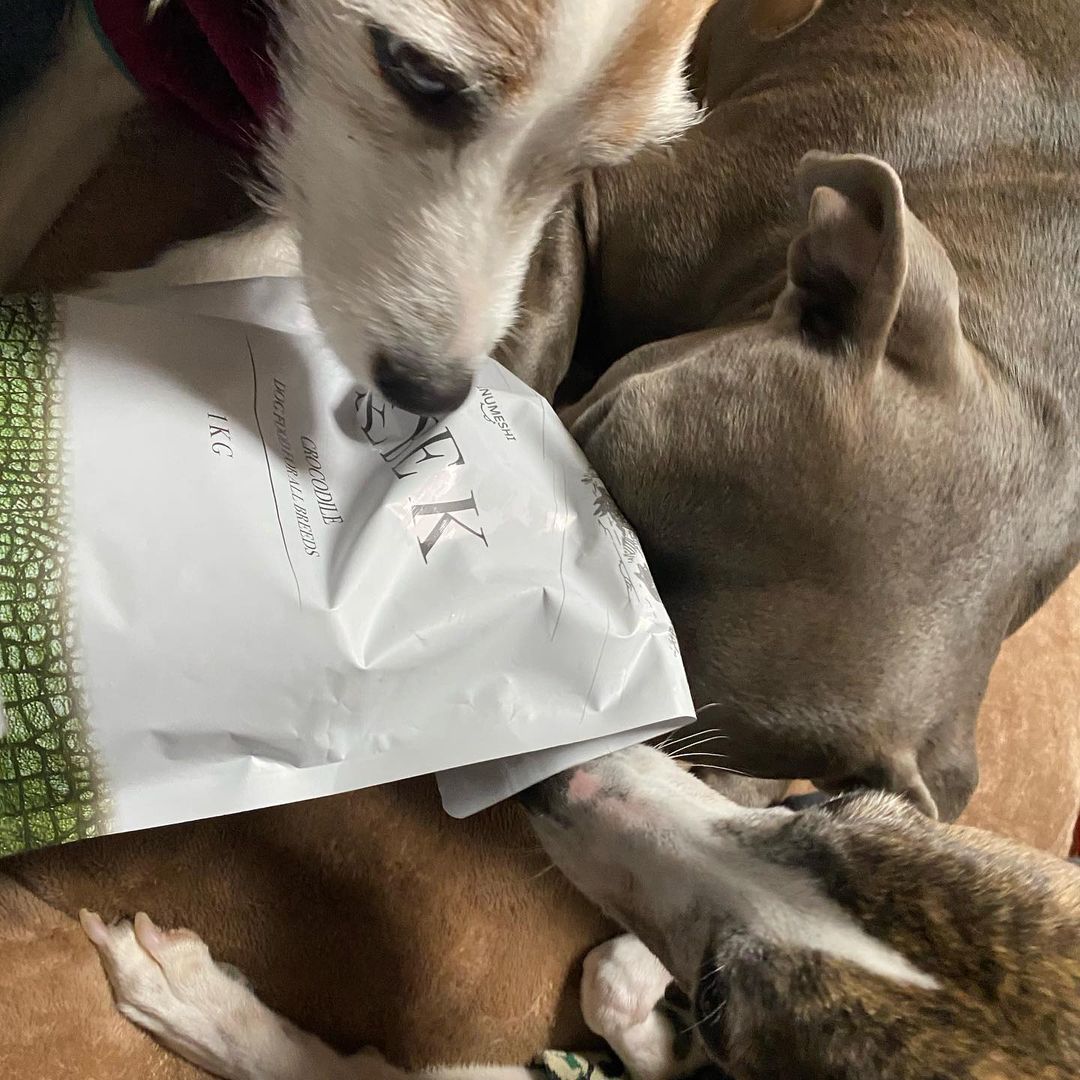 INUMESHIセベクのインスタグラム画像