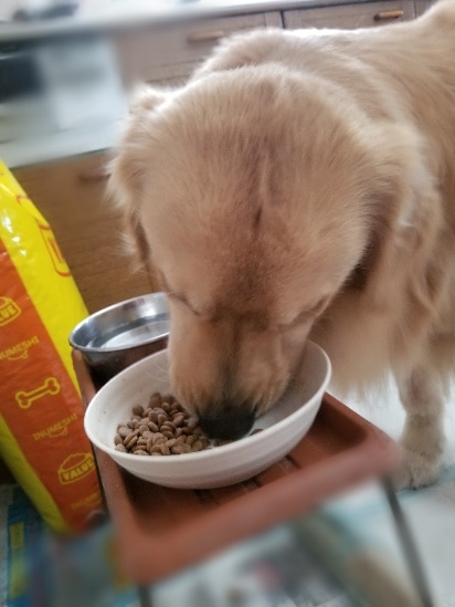 INUMESHIバリュー