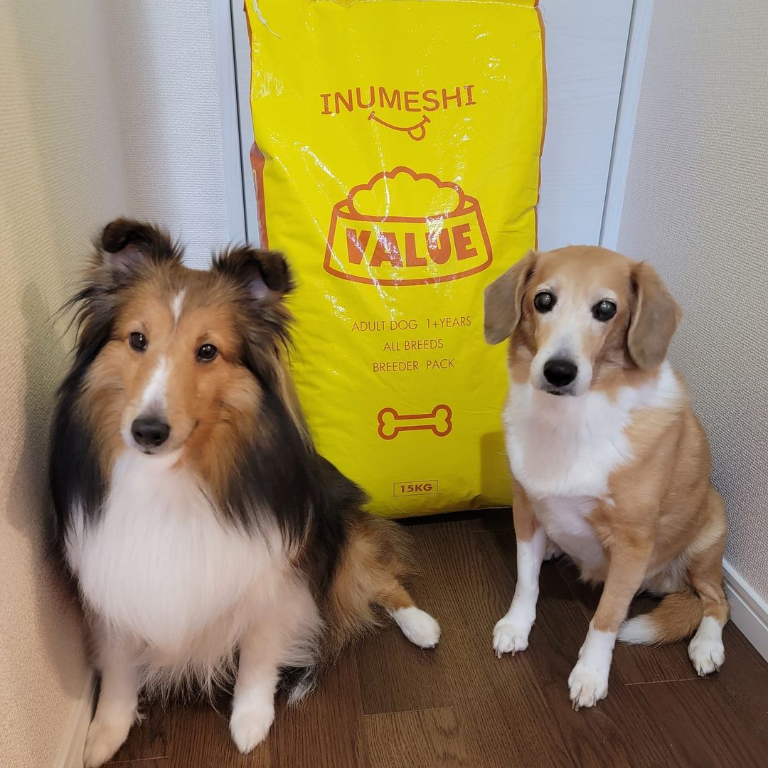 INUMESHIバリュー