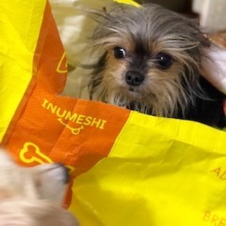 INUMESHIバリュー